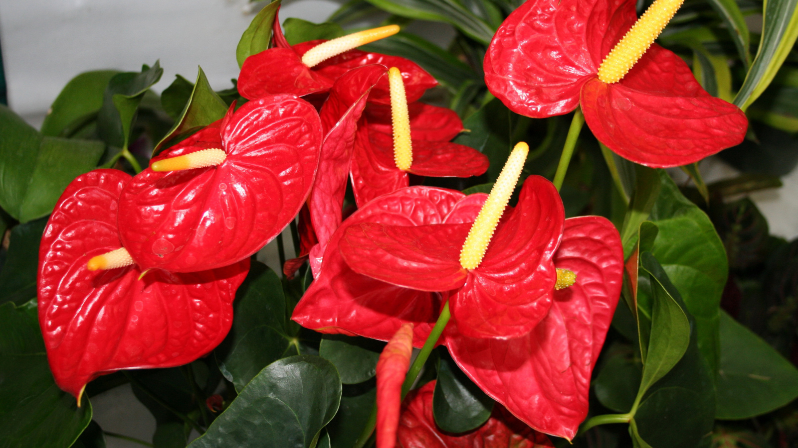 Красные цветы антуриум крупным планом