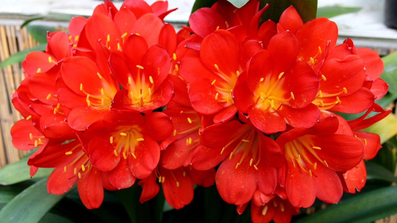 Красные красивые комнатные цветы кливия