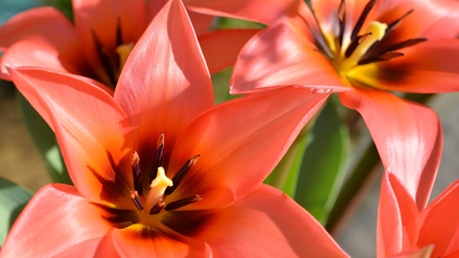 Красные распустившиеся тюльпаны крупным планом 