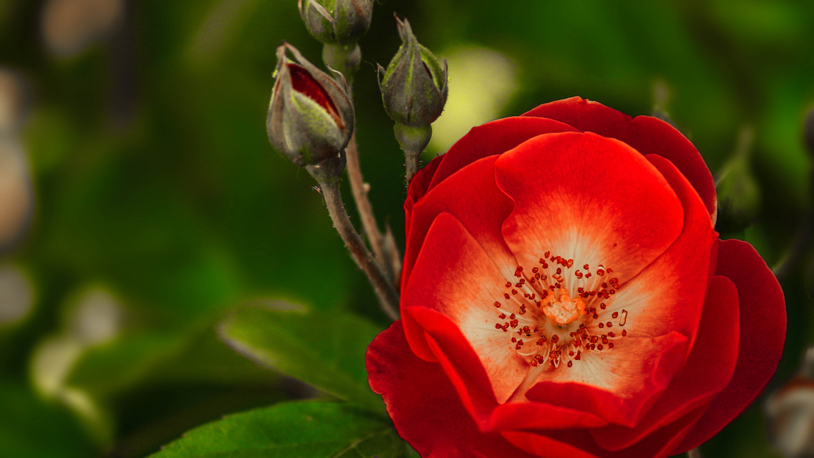 Красная нежная роза с бутонами крупным планом 