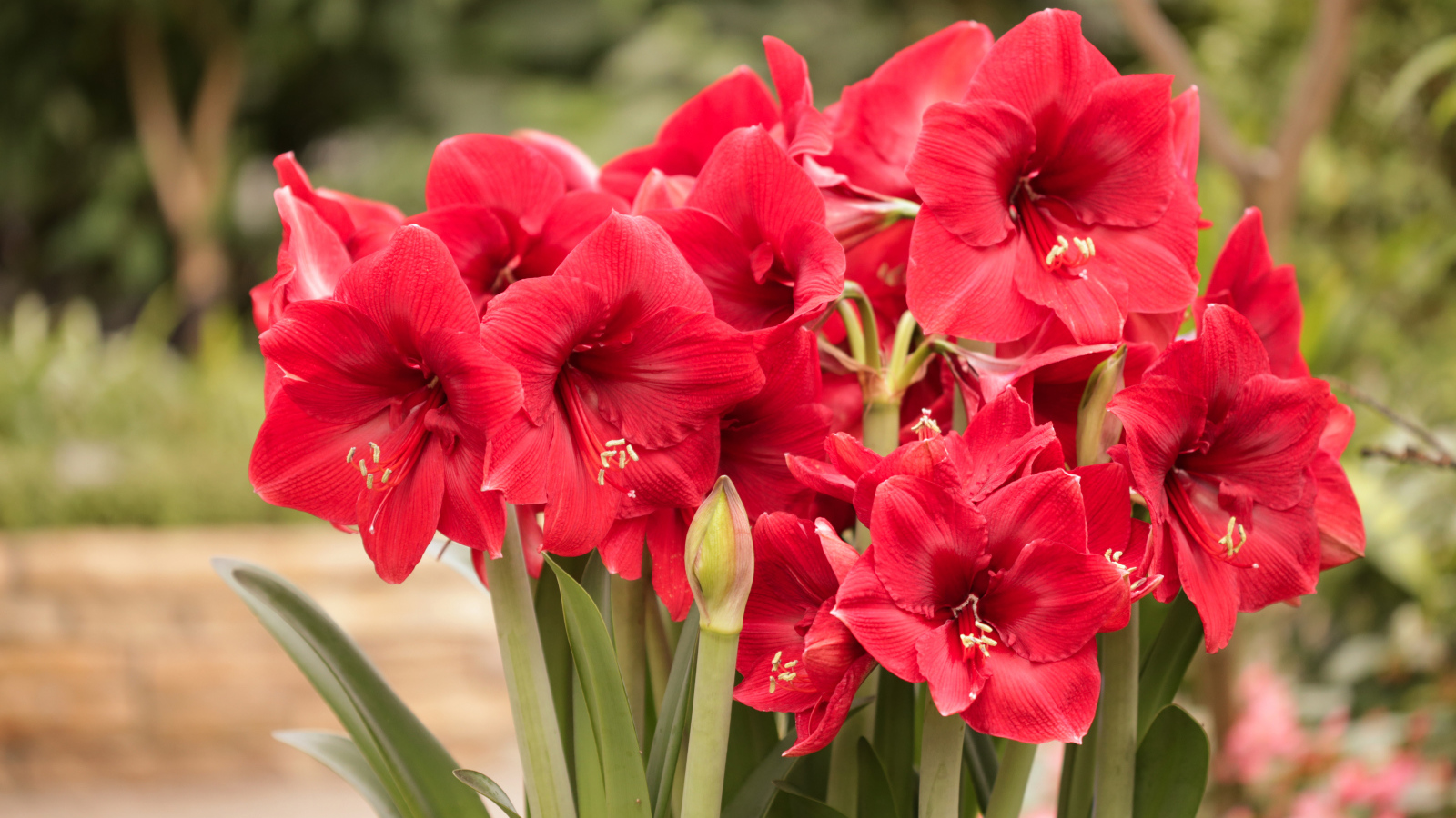 Красные цветы Амариллис крупным планом 