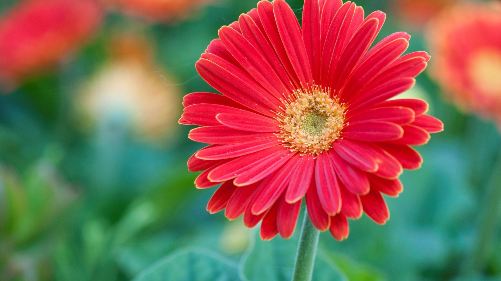 Красный цветок герберы крупным планом