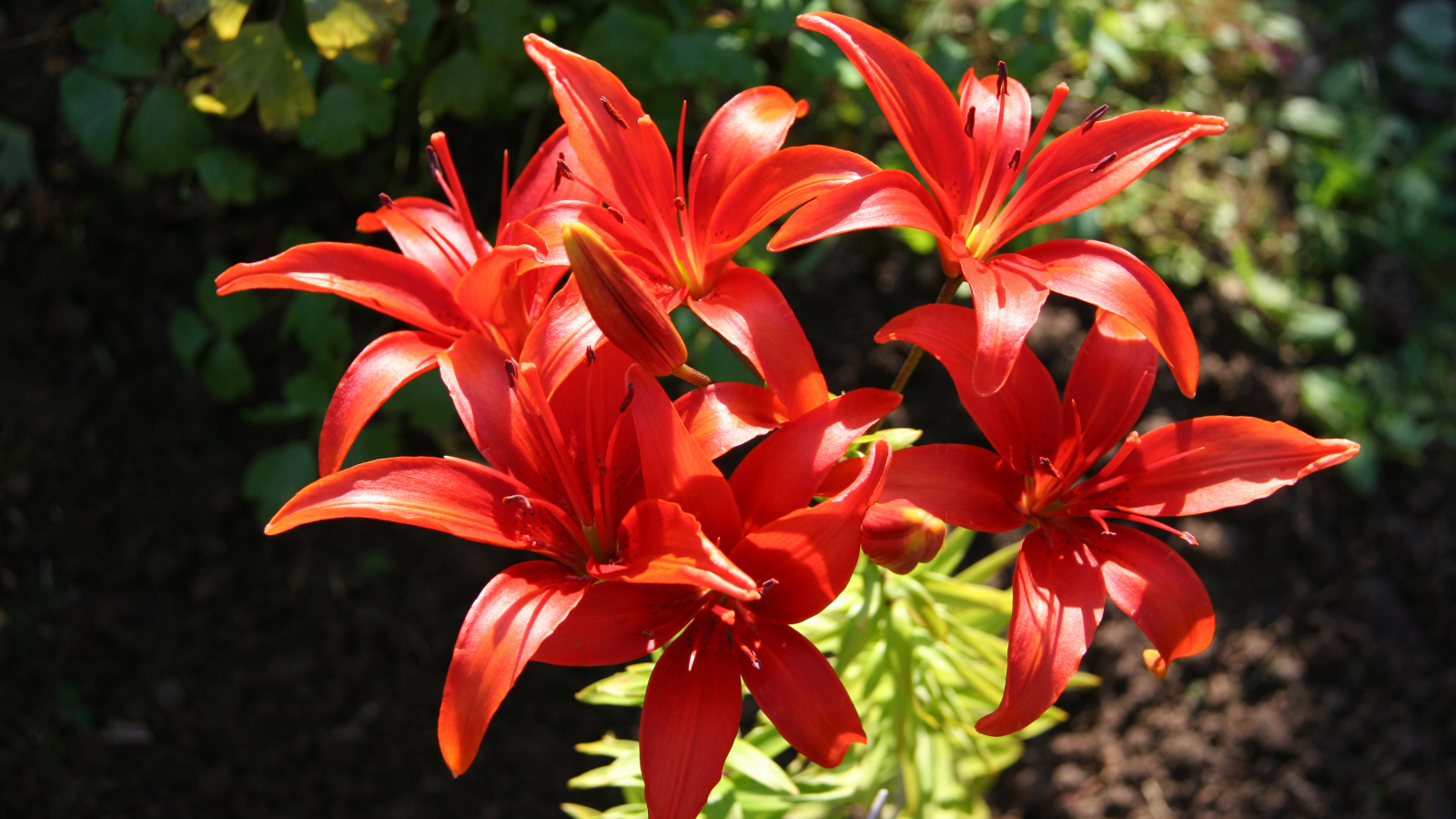 Красные лилии на клумбе крупным планом