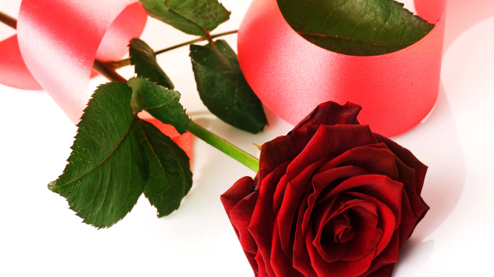 Красная роза с розовой лентой на белом фоне