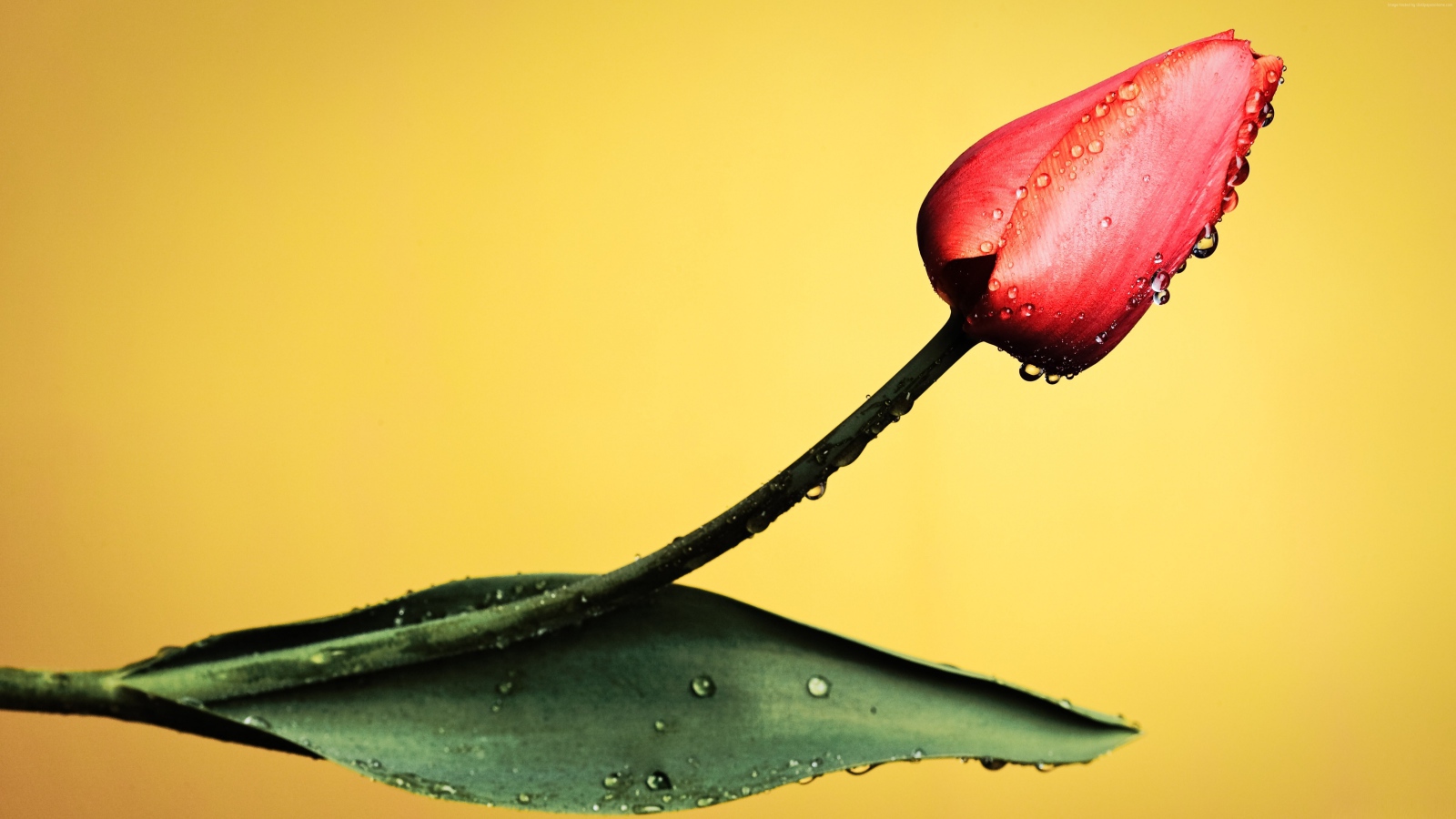 Красный тюльпан с капельками росы на желтом фоне