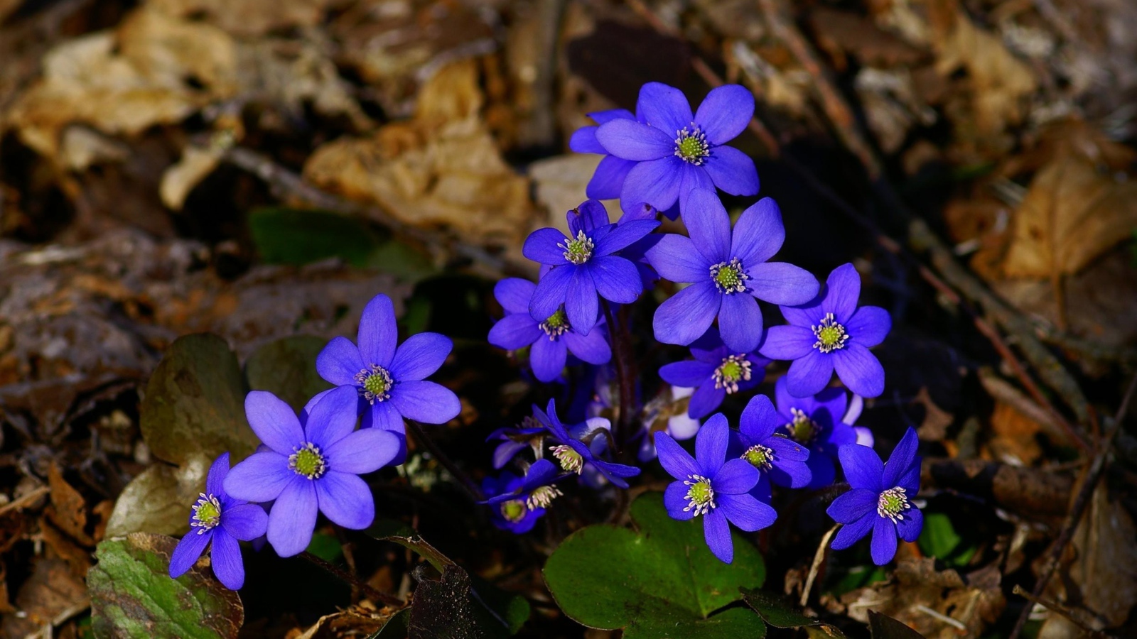 Маленькие синие цветы в сухой листве