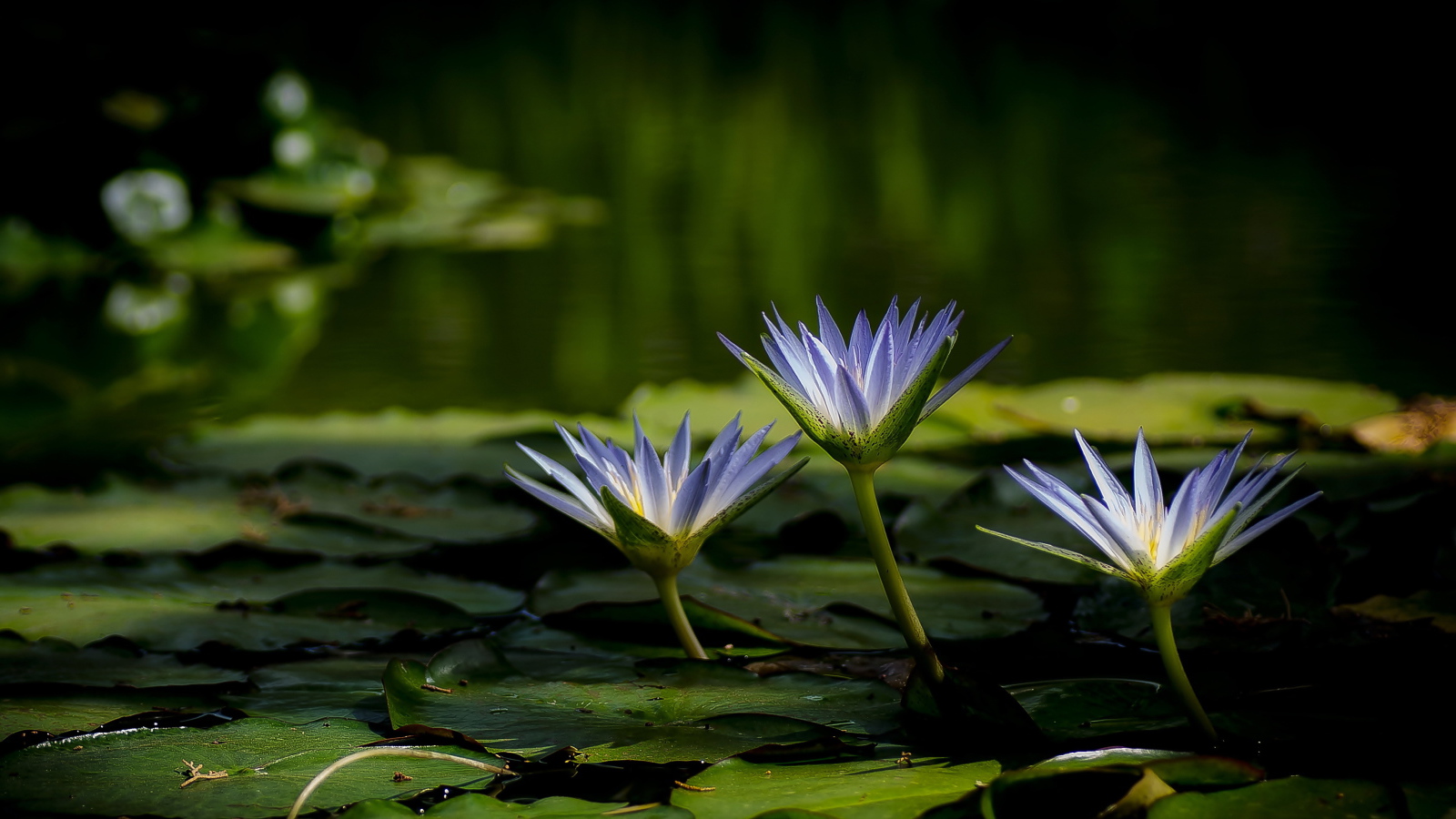 Три красивые фиолетовые кувшинки в воде