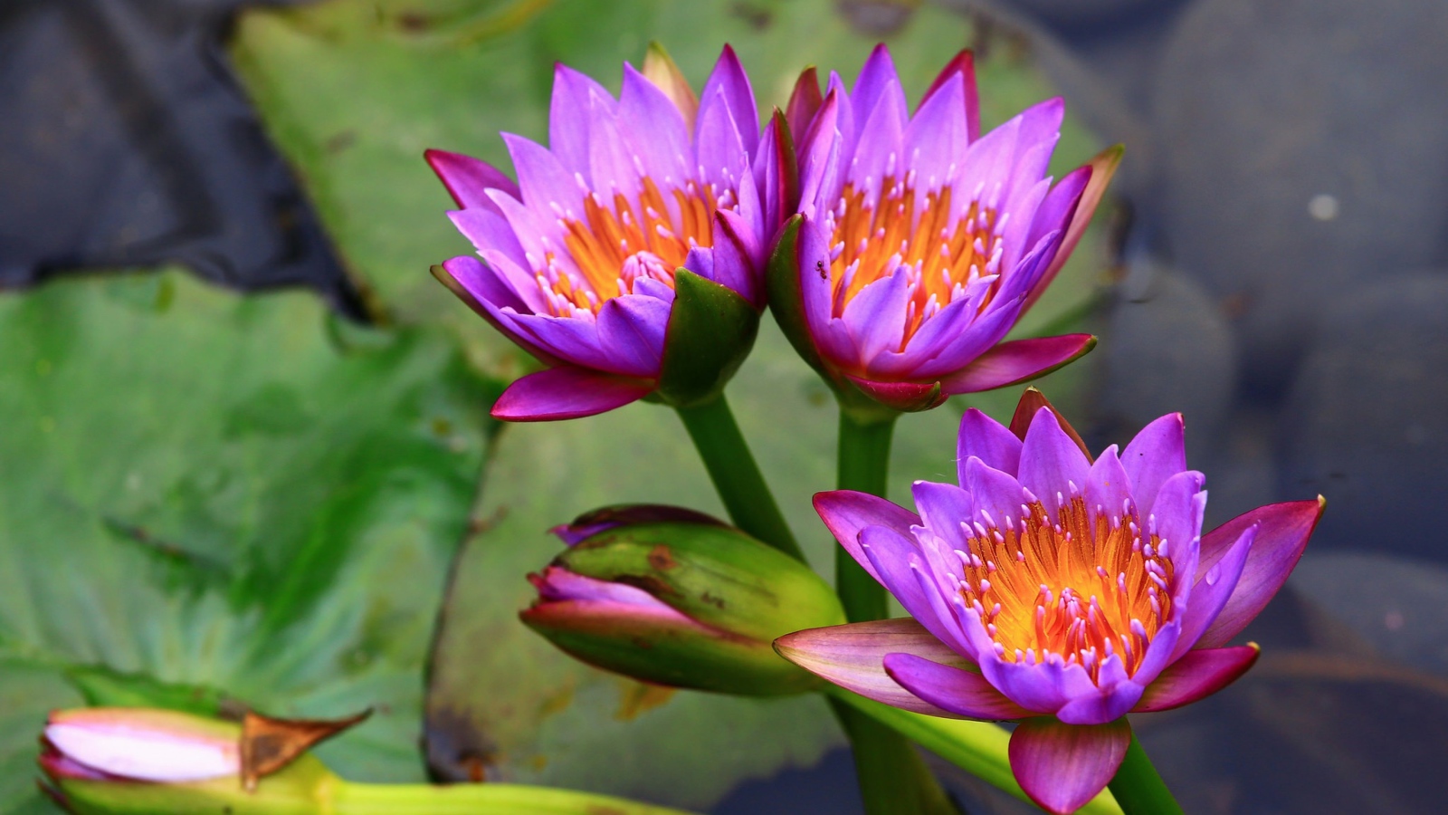 Три нежных сиреневых лотоса  в воде 