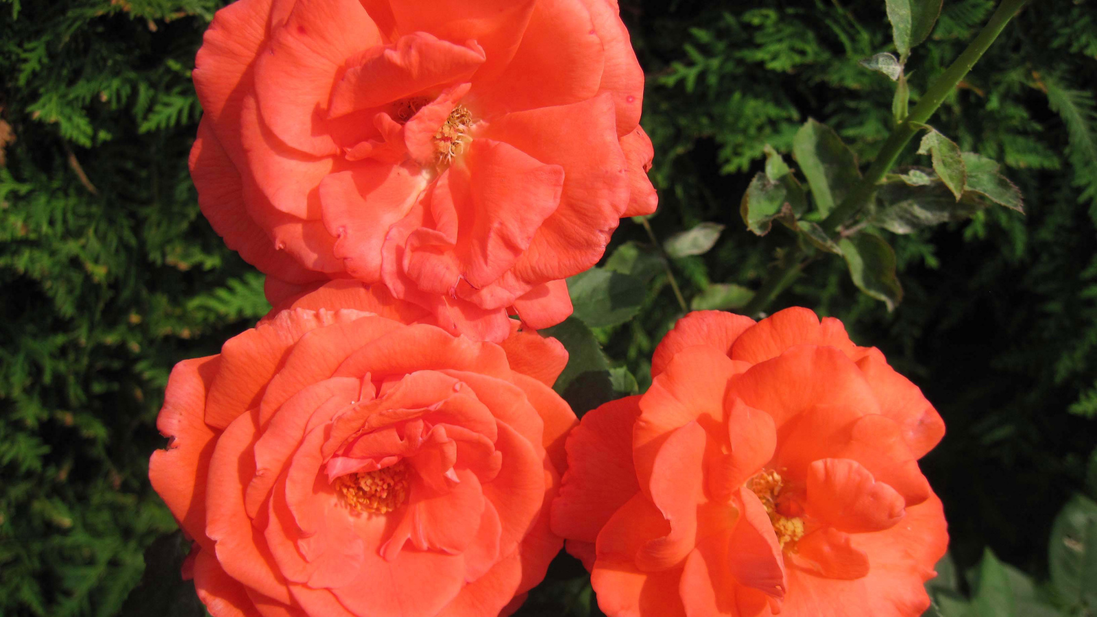 Три оранжевые садовые розы крупным планом