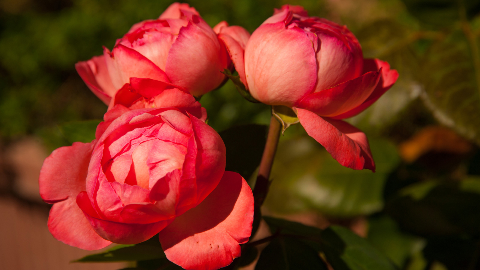 Три розовых розы в саду крупным планом