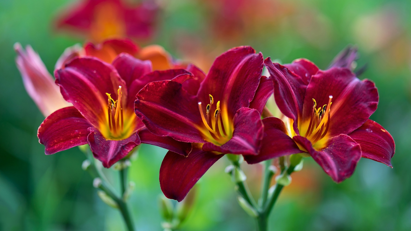 Три красных красивых цветка лилии