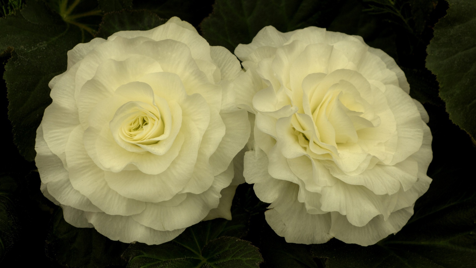 Два красивых нежных цветка бегонии 