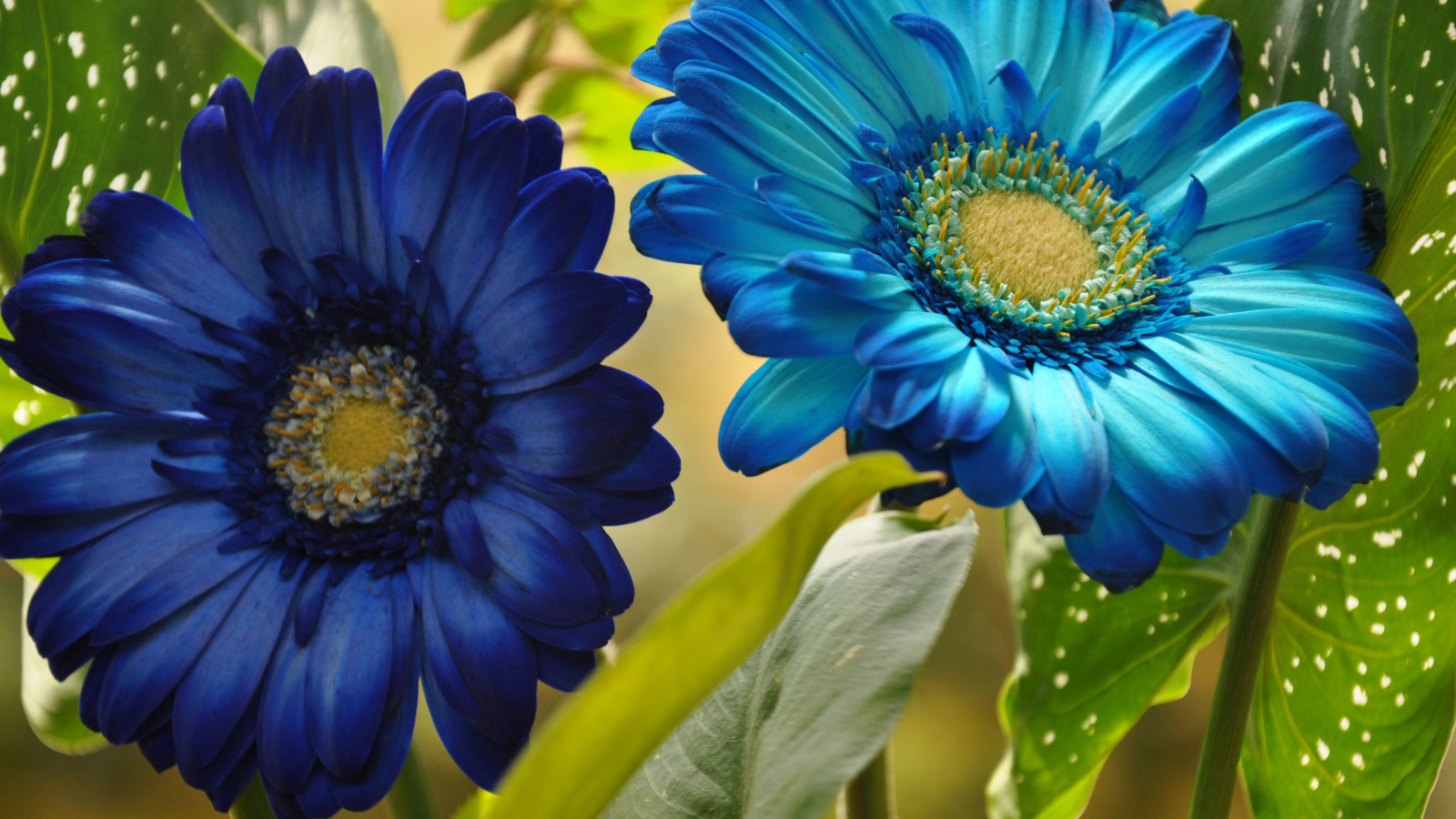Две голубые герберы крупным планом