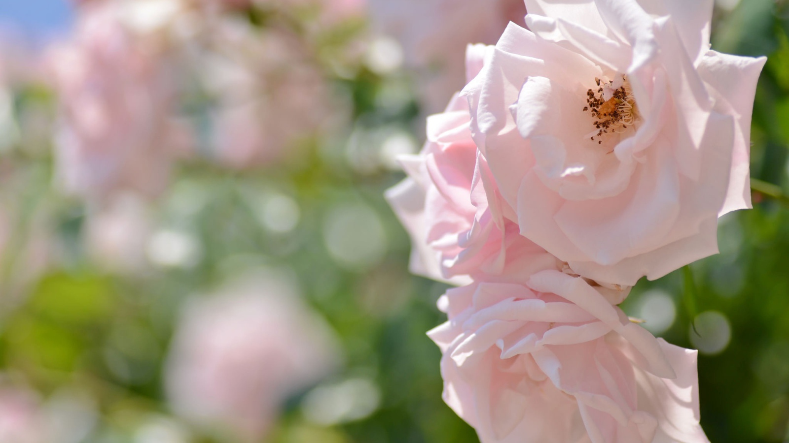 Две нежных розовых розы в саду 