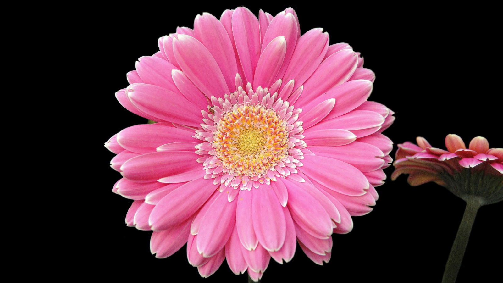 Два розовых цветка герберы на черном фоне