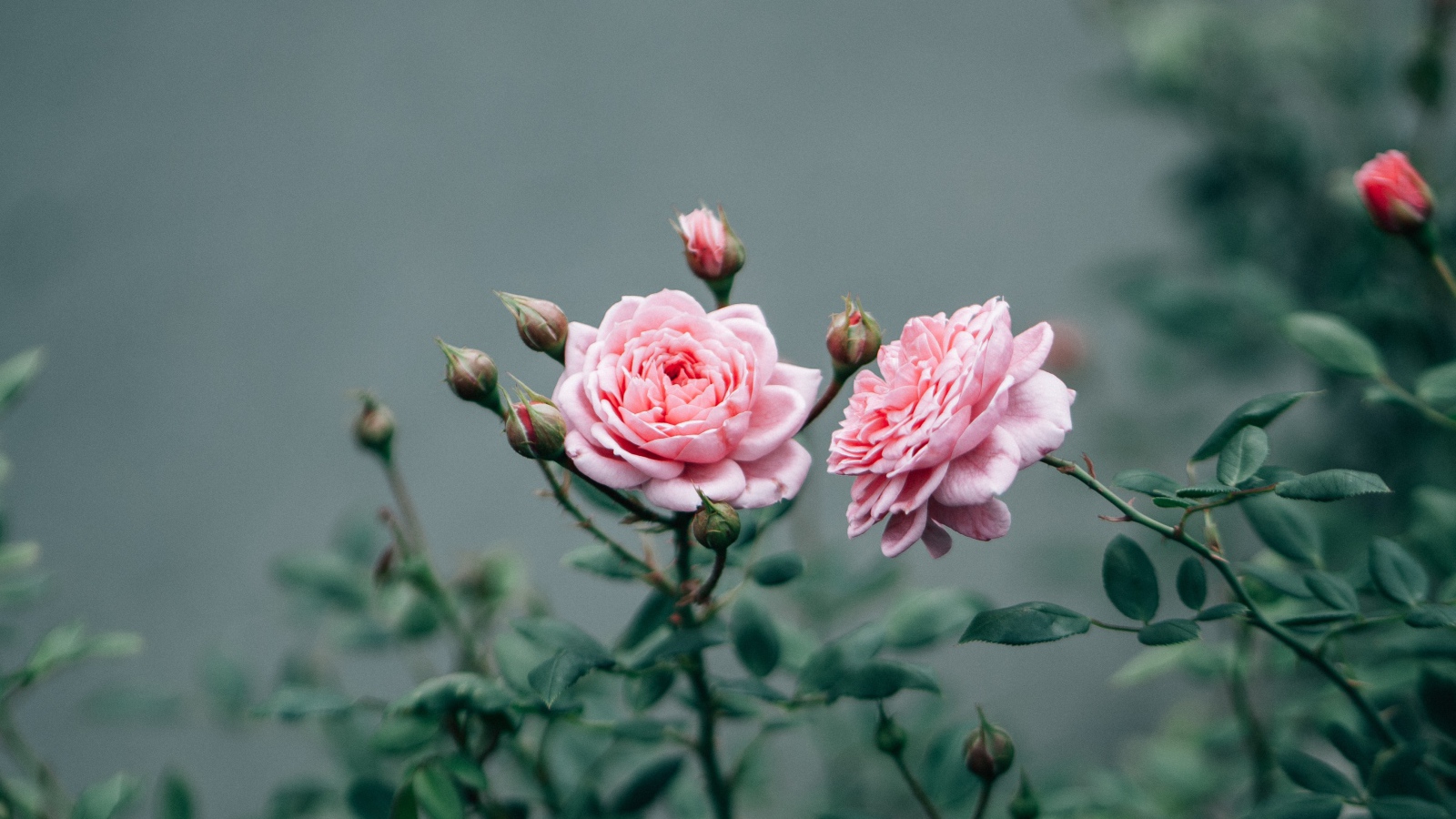 Две розовые розы с бутонами 