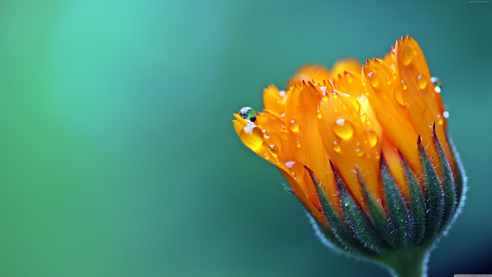 Нераспустившийся оранжевый цветок календулы в каплях росы