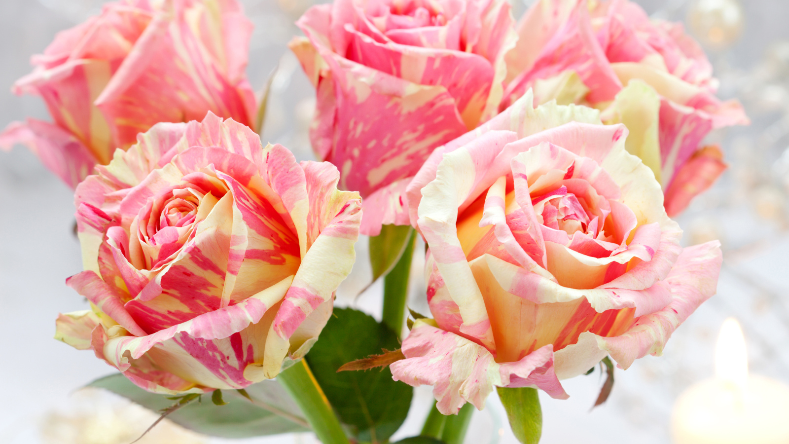 Необычные красивые розы крупным планом