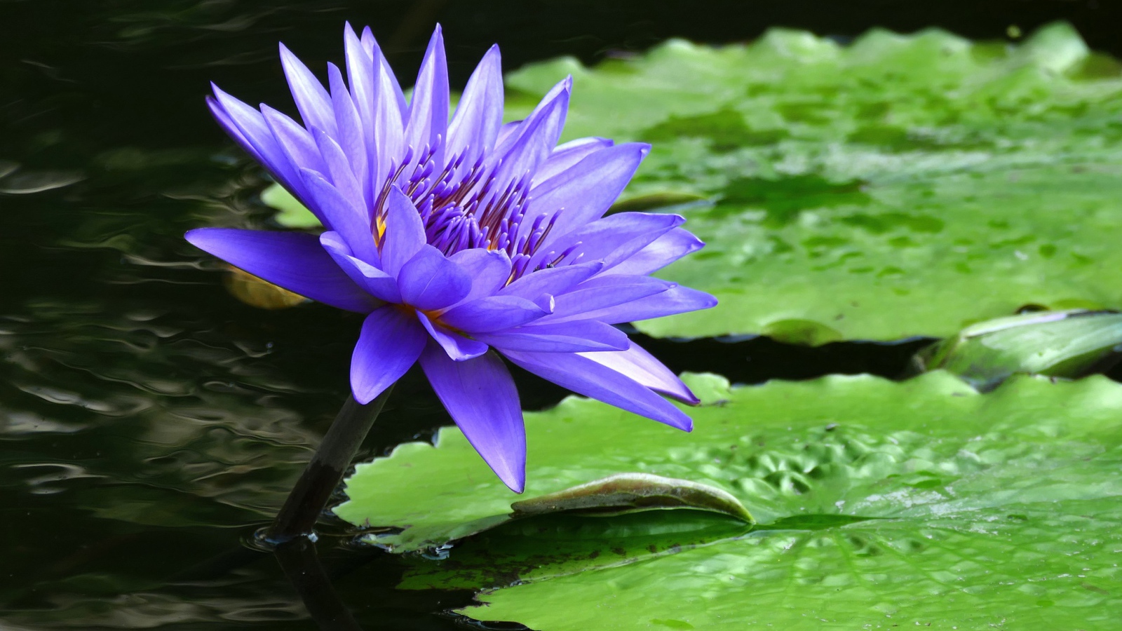 Фиолетовый красивый цветок водяная лилия 