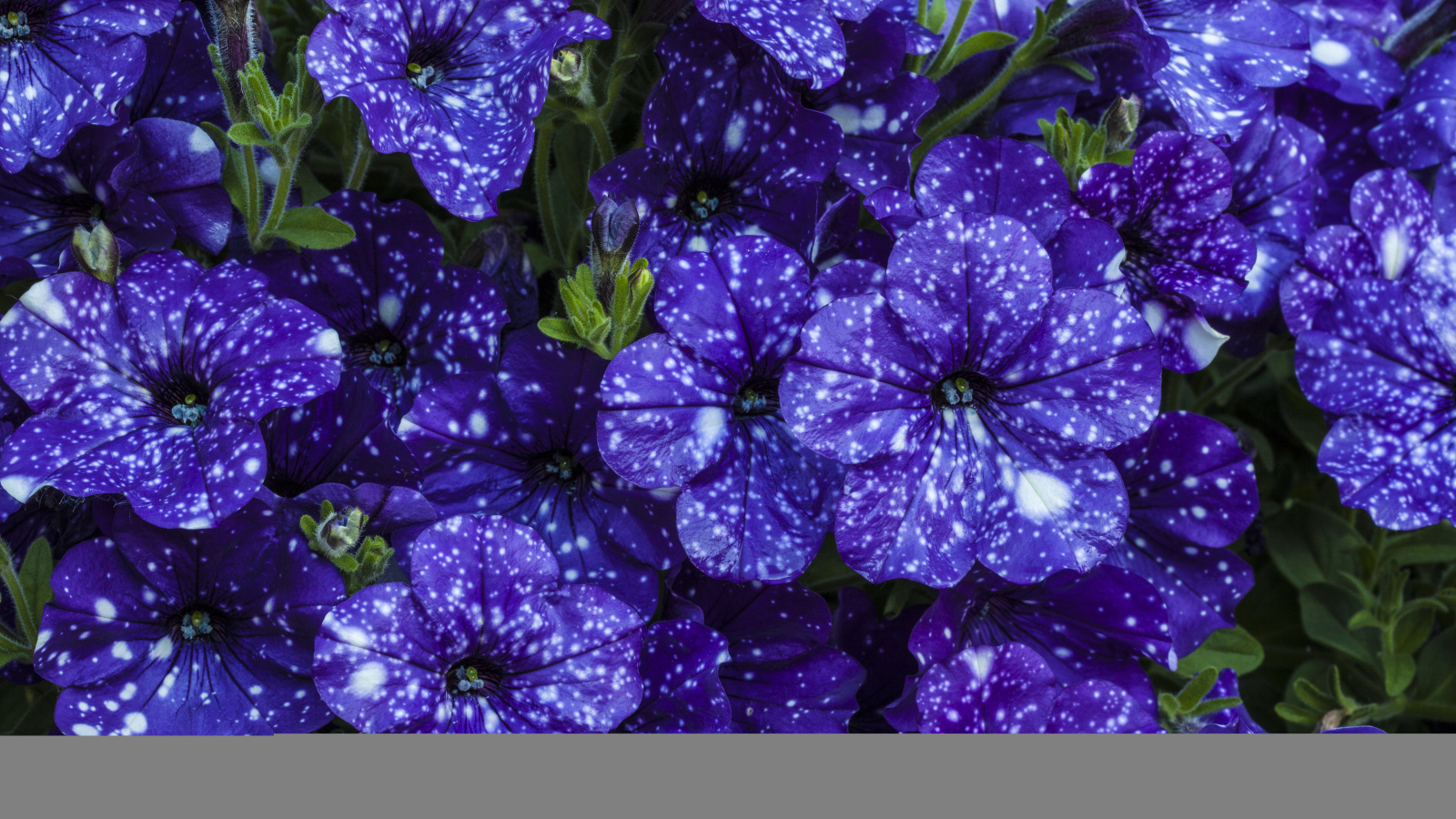 Фиолетовые красивые цветы петуния крупным планом