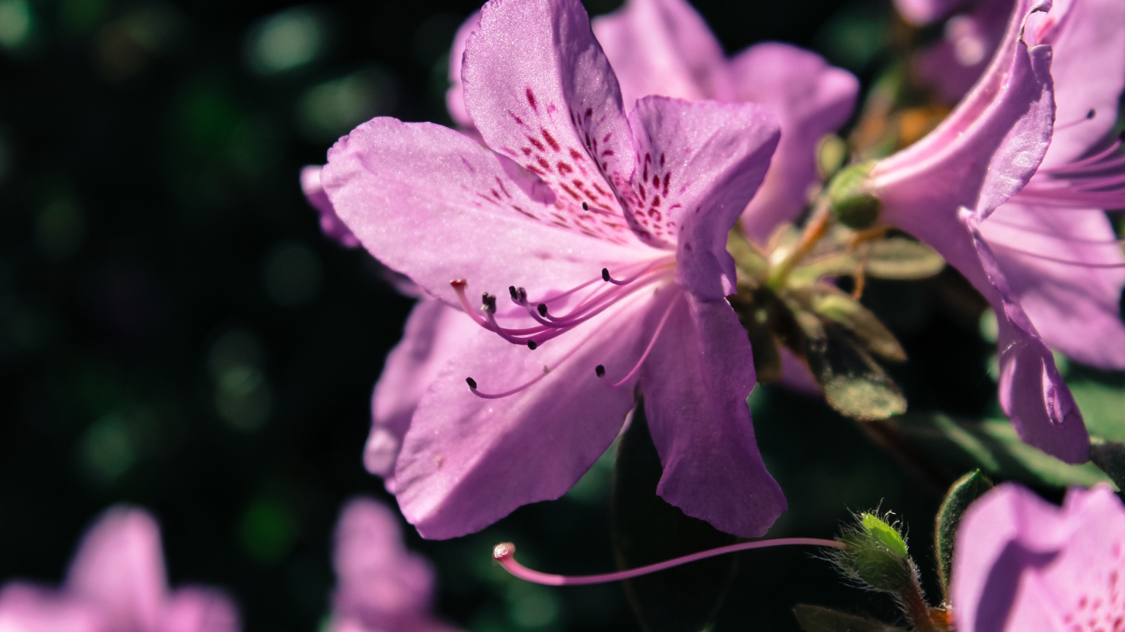Фиолетовый цветок Рододендрон 