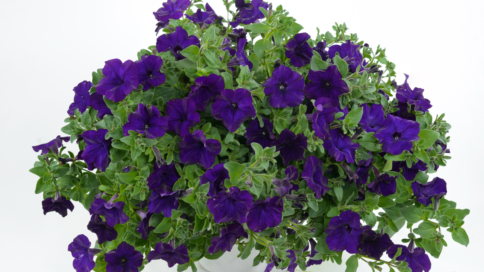 Фиолетовые цветы петуния в вазе на белом фоне