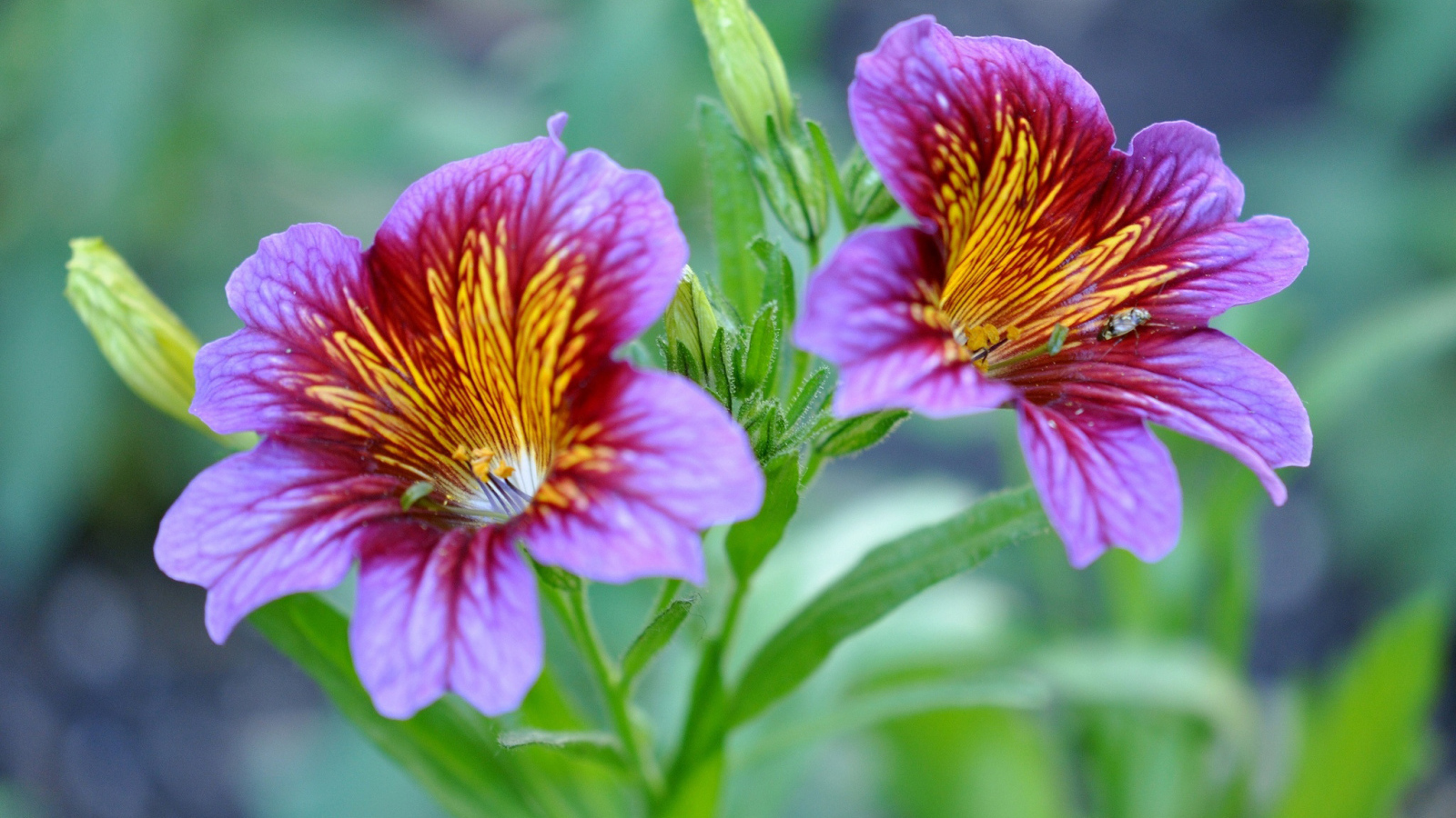 Фиолетовые цветы сальпиглоссис крупным планом