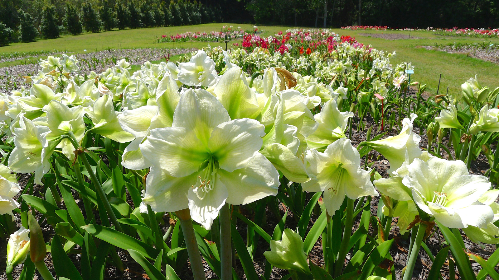 Белые цветы Амариллис на клумбе крупным планом 