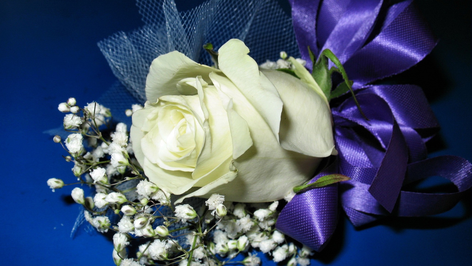 Белая роза с гипсофилой перевязаны фиолетовой лентой