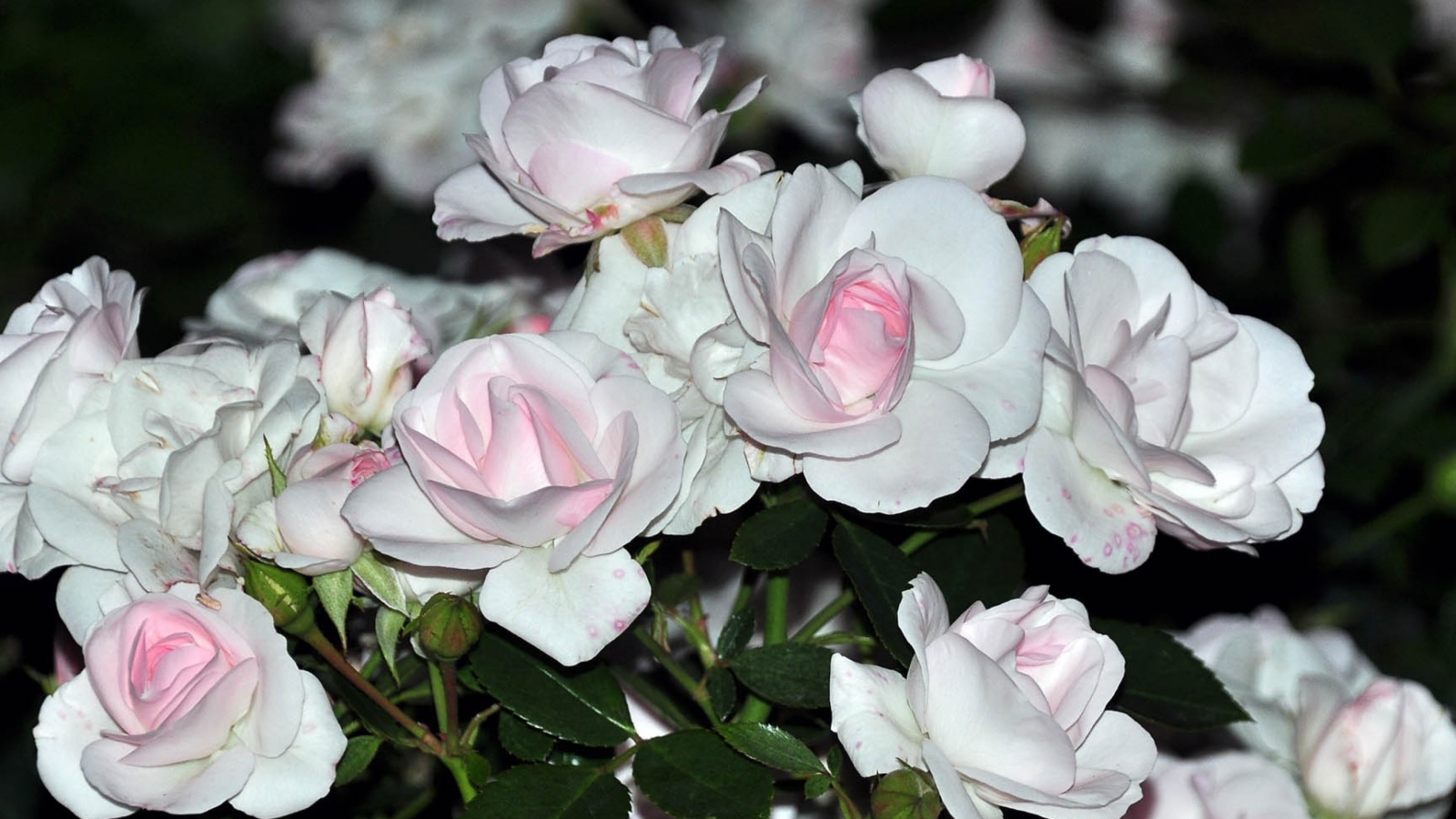 Белые розы с розовыми серединками