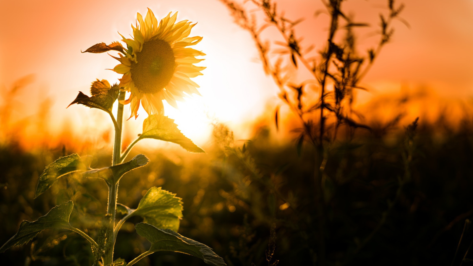 Желтый цветущий подсолнух на закате солнца
