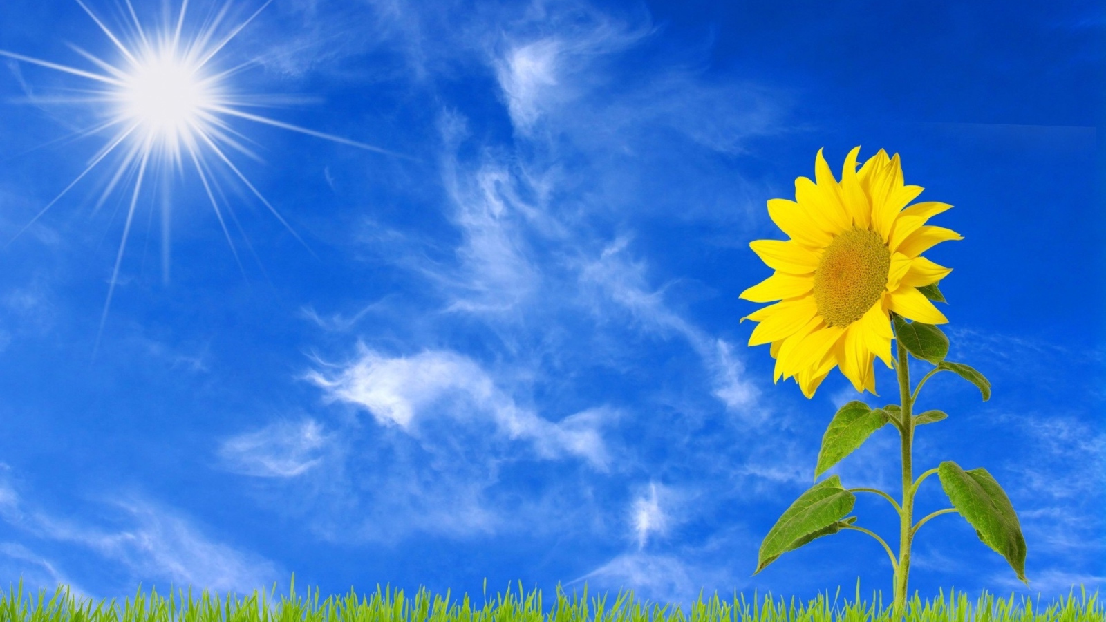 Желтый цветущий подсолнух под ярким солнцем 