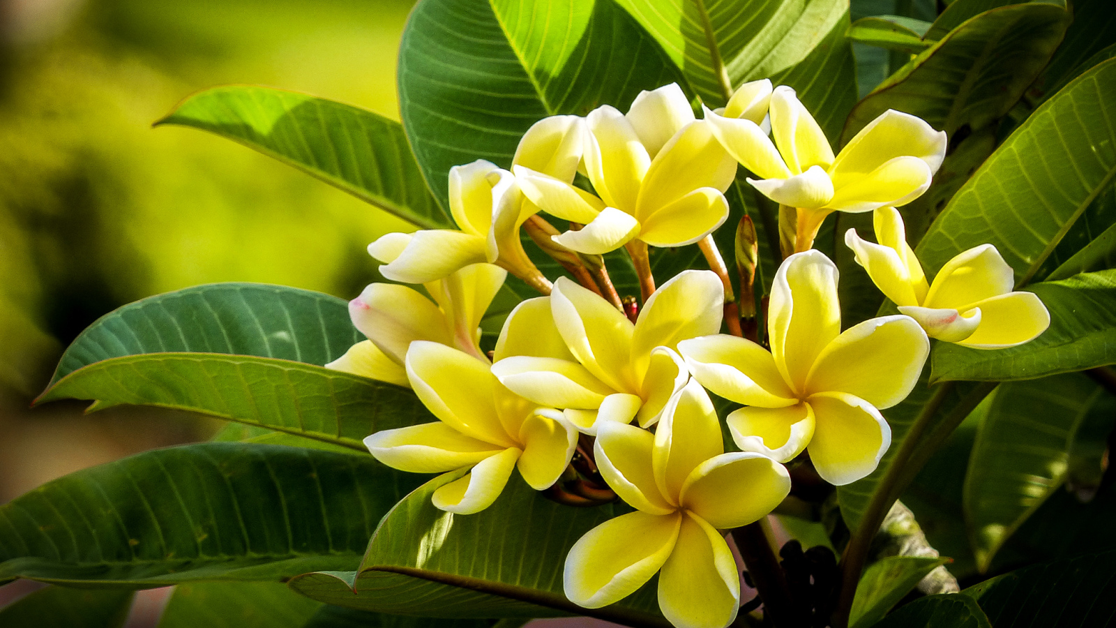Желтые экзотические цветы Плюмерия крупным планом