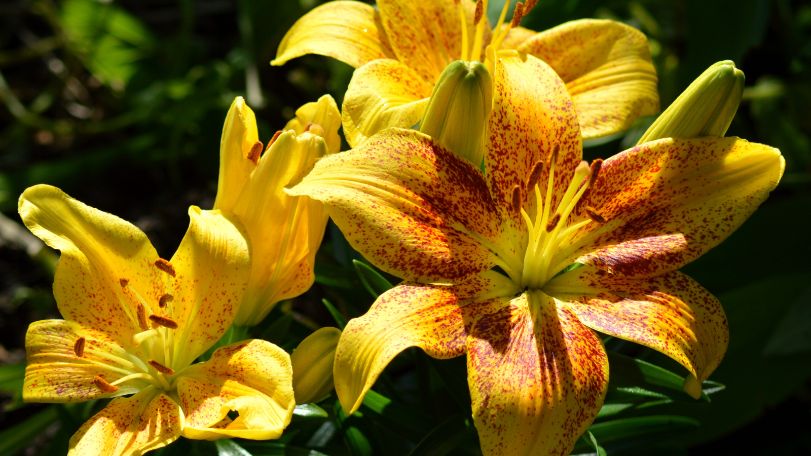 Желтые пятнистые лилии на клумбе крупным планом