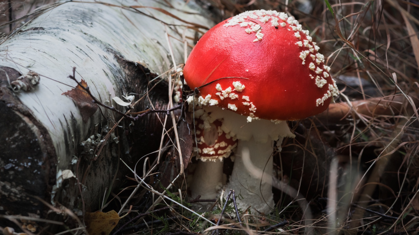 Красивый гриб мухомор с красной шляпкой у сухой березы