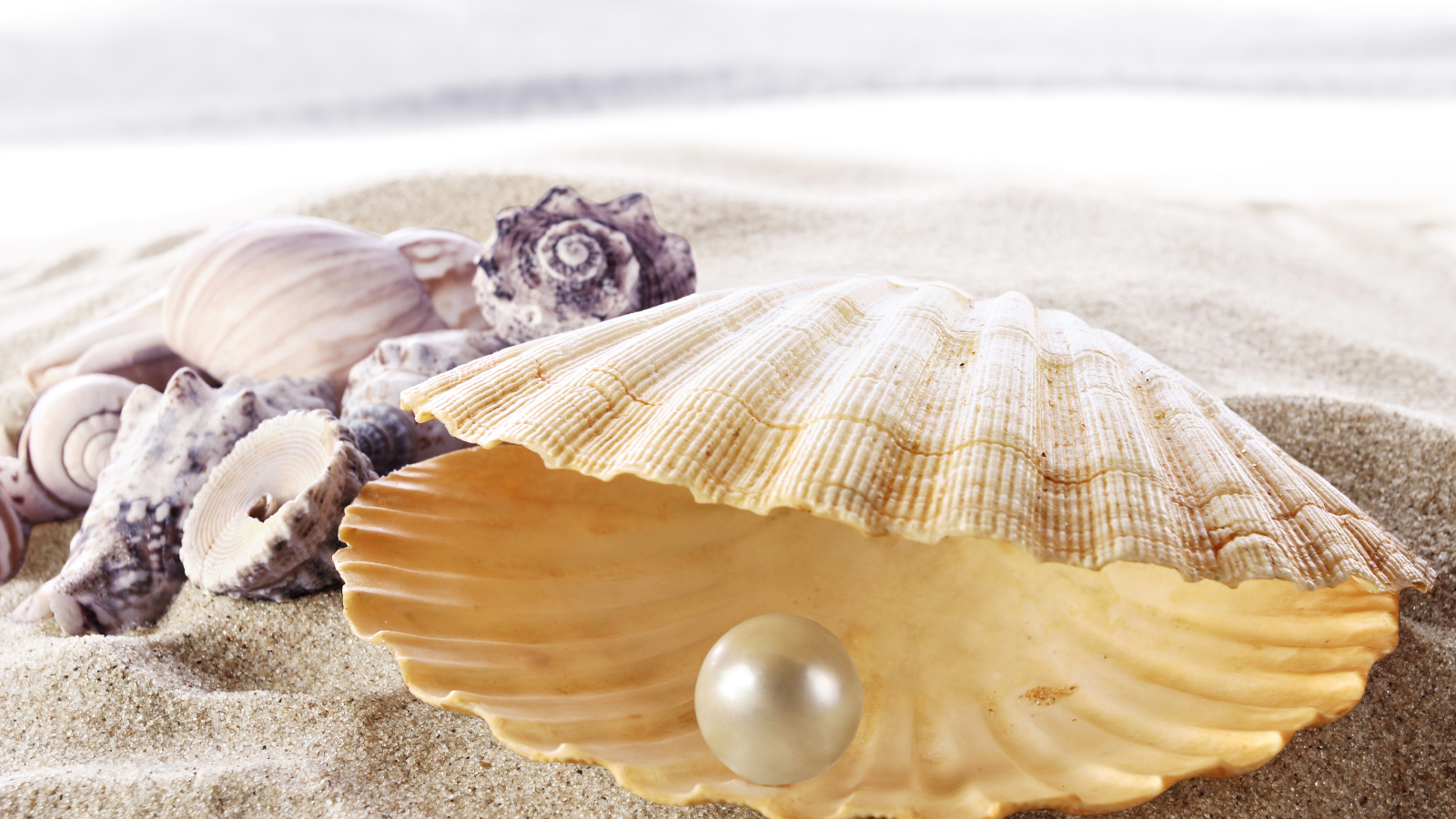 Морская красивая ракушка с белой жемчужиной внутри