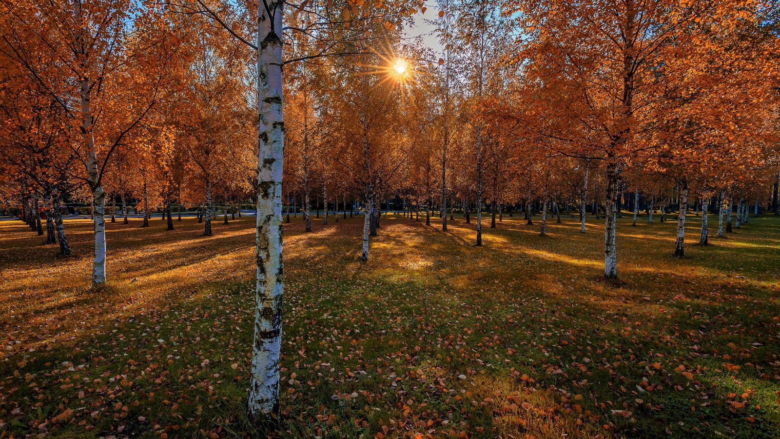 Солнце пробивается сквозь березовые деревья в осеннем парке