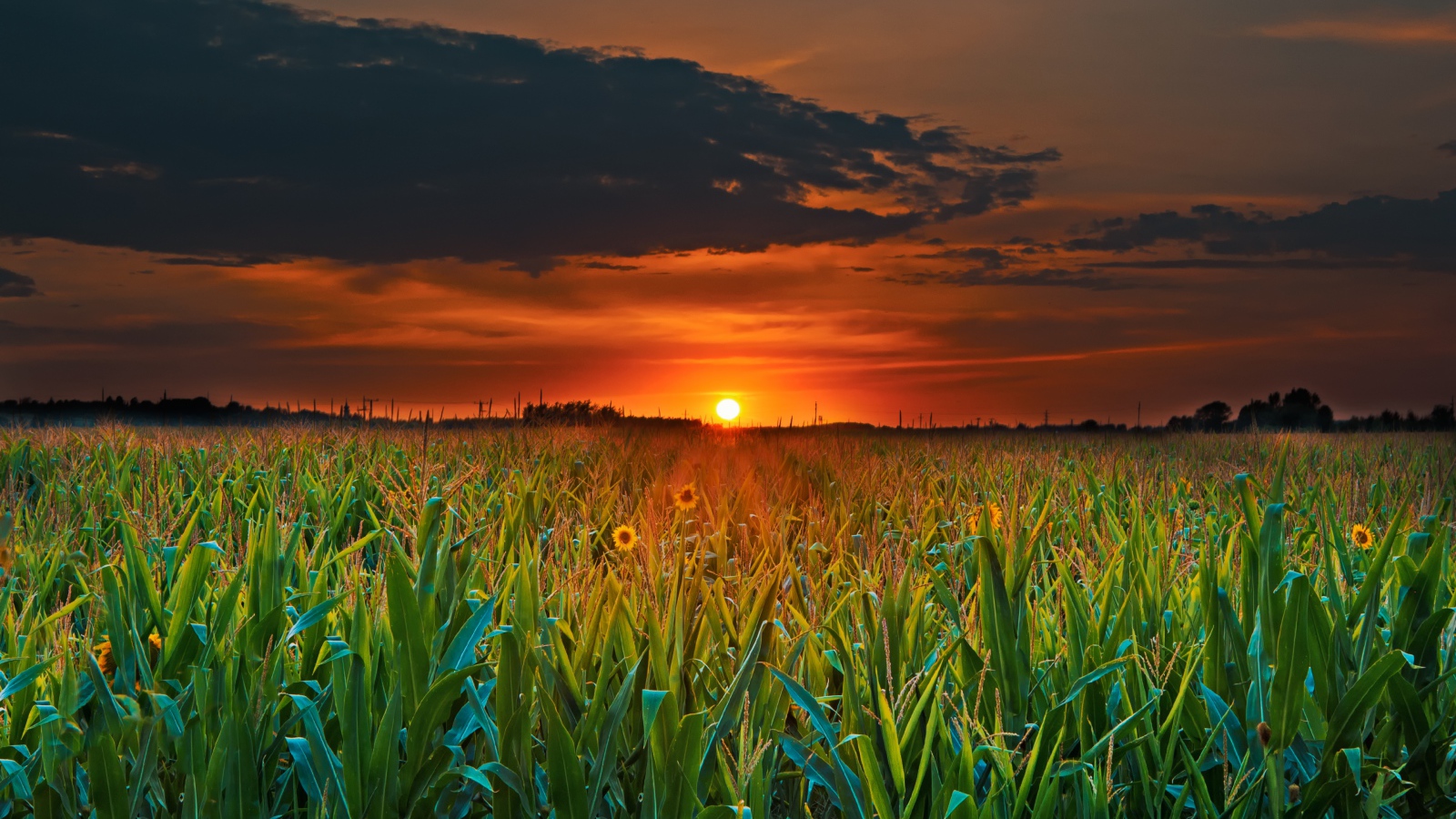Закат летнего солнца над кукурузным полем