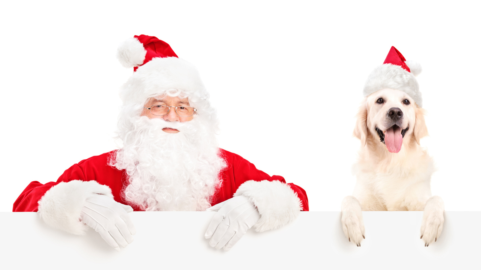 Дед Мороз с собакой породы золотистый ретривер на Новый год 2018