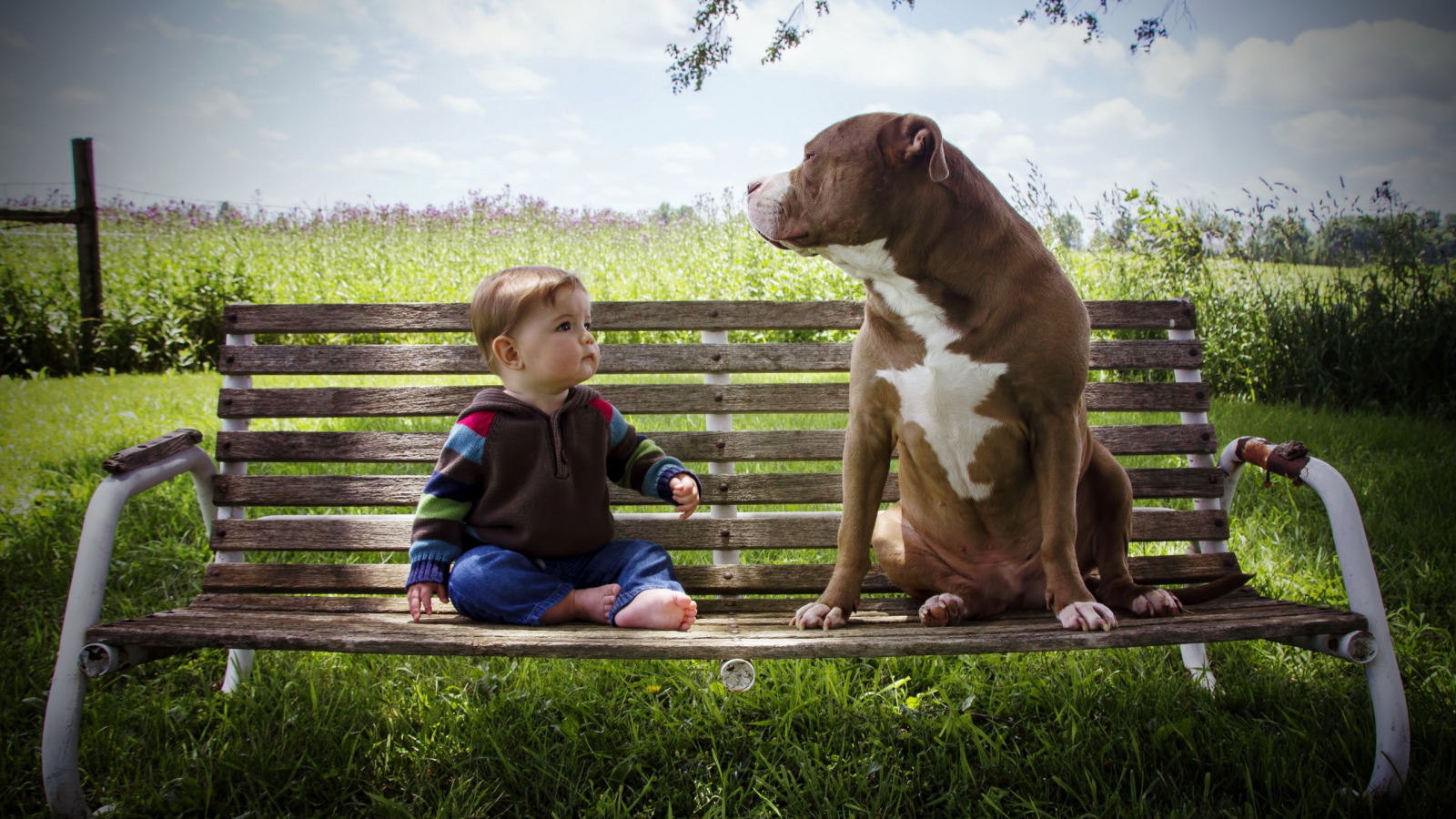 Маленький мальчик сидит с большой собакой на скамейке