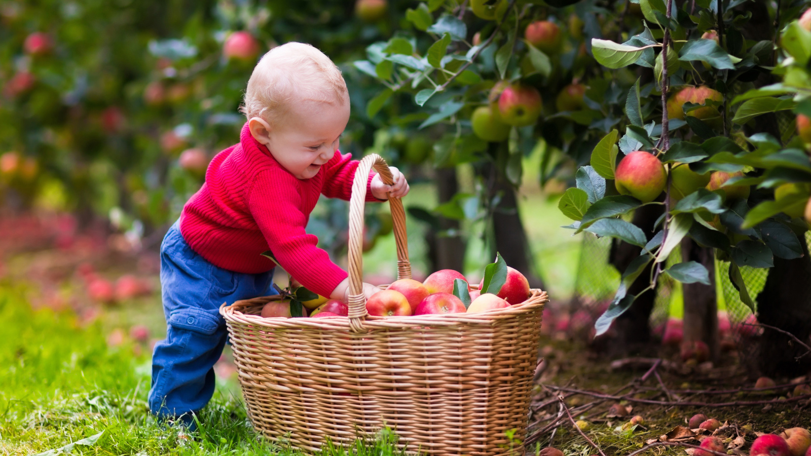 Милый улыбающийся малыш с корзиной яблок в саду
