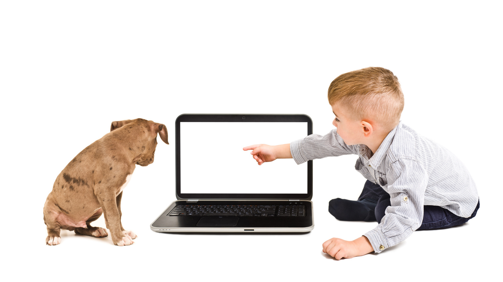 Маленький мальчик и щенок смотрят в экран ноутбука на белом фоне