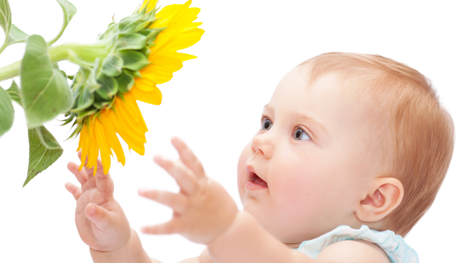 Маленькая милая девочка с подсолнухом на белом фоне