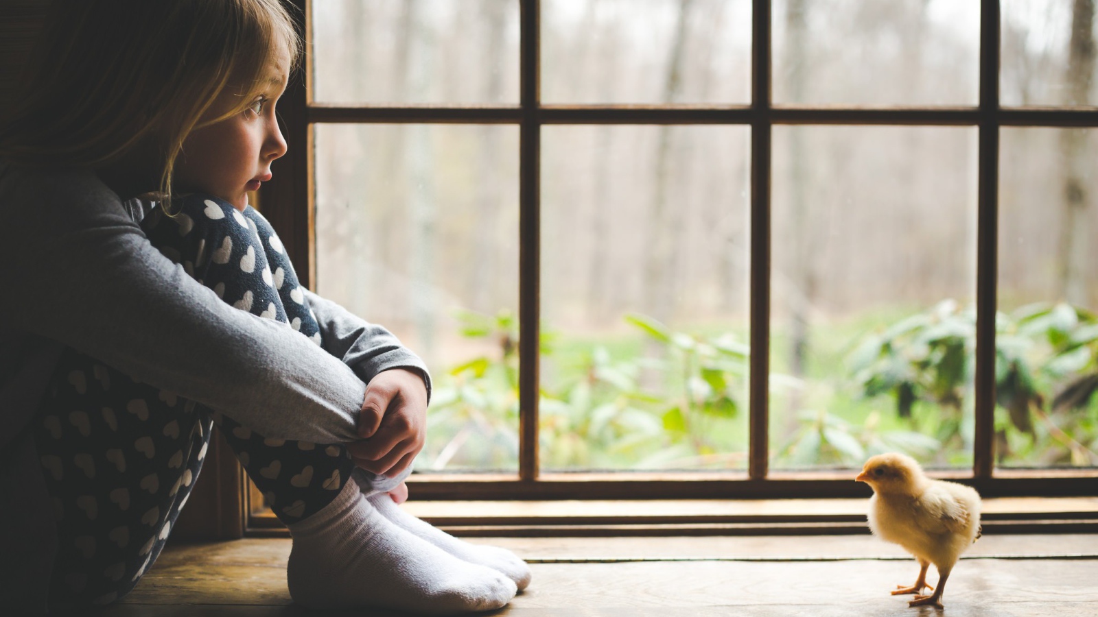 Маленькая девочка и цыпленок у окна 