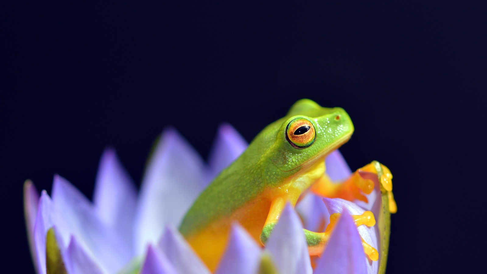 A green frog sits in a lotus flower on a blue background