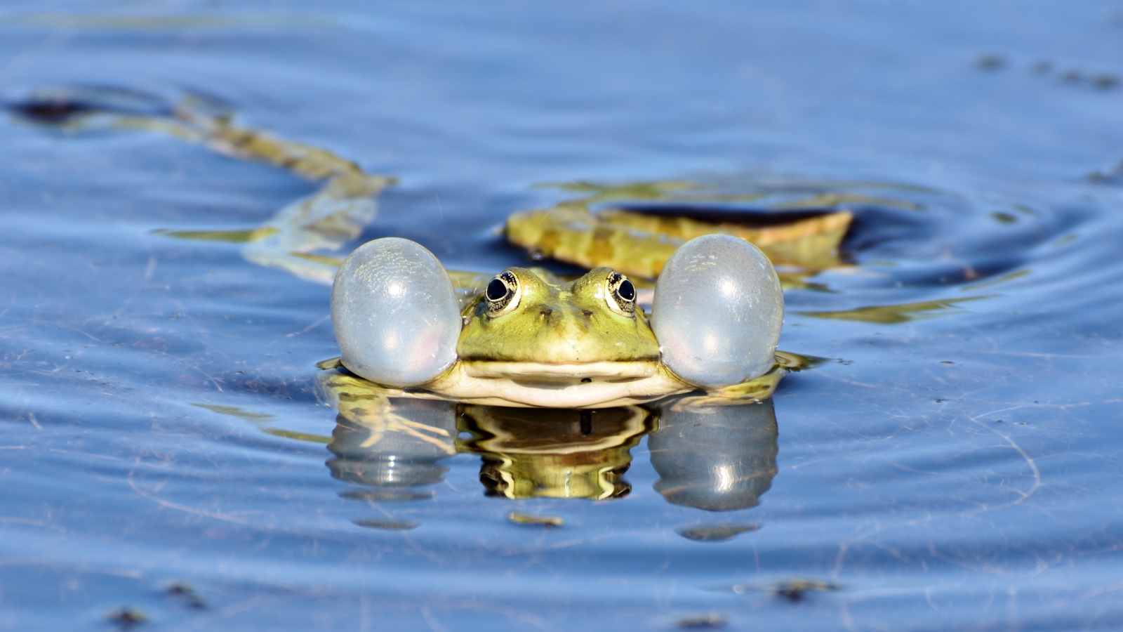 Зеленая лягушка с надутыми щеками в воде