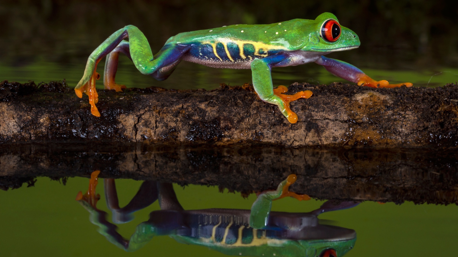 Красноглазая квакша на ветке в воде