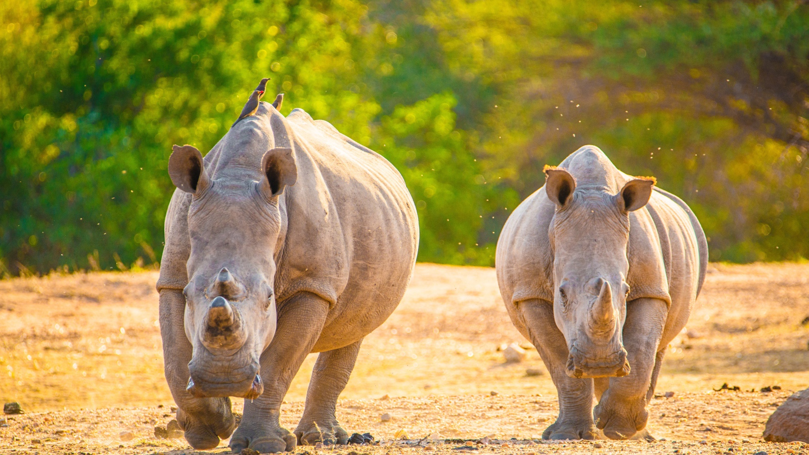 Two rhinos run on hot sand