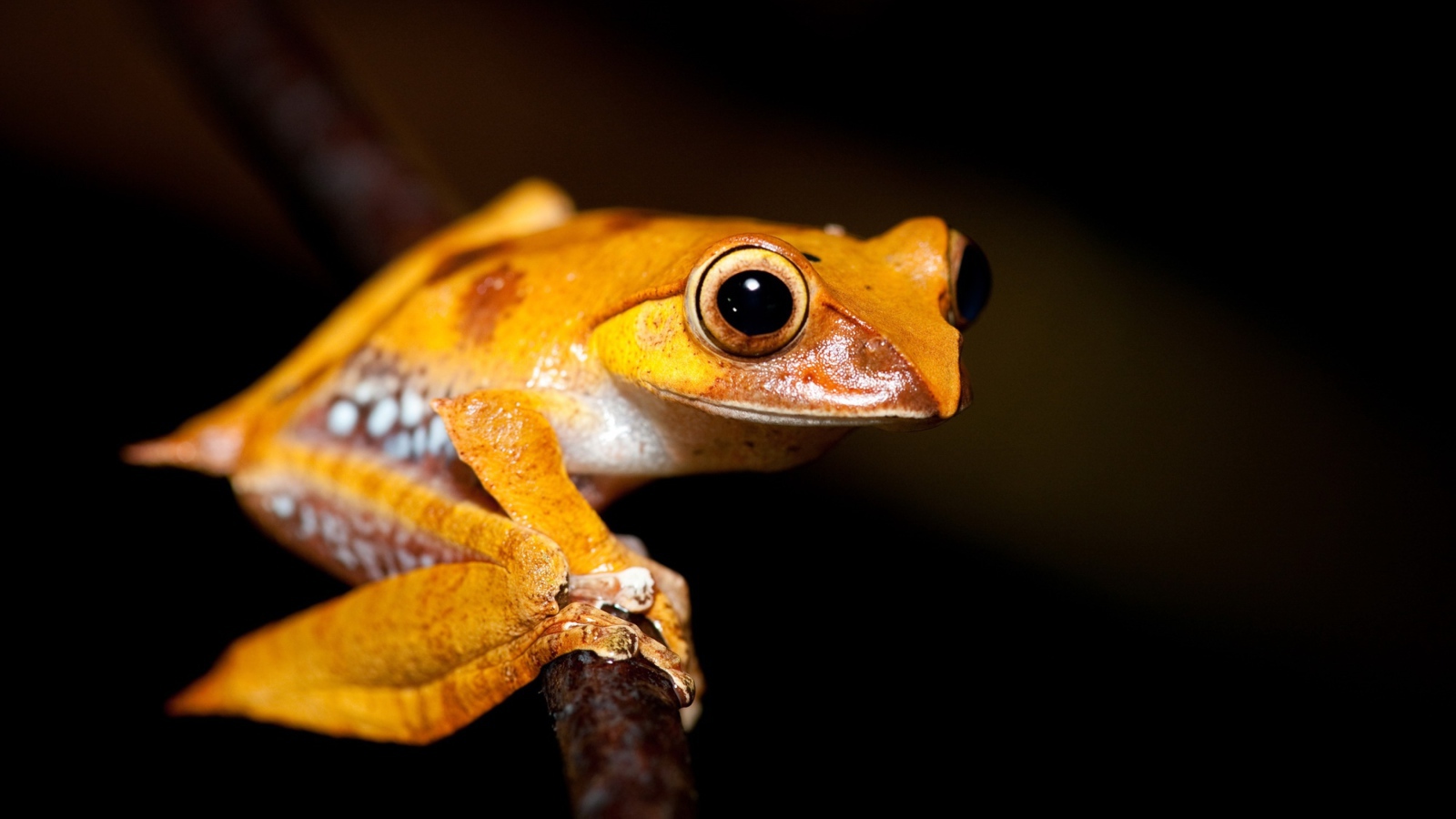 Желтая лягушка на ветке 