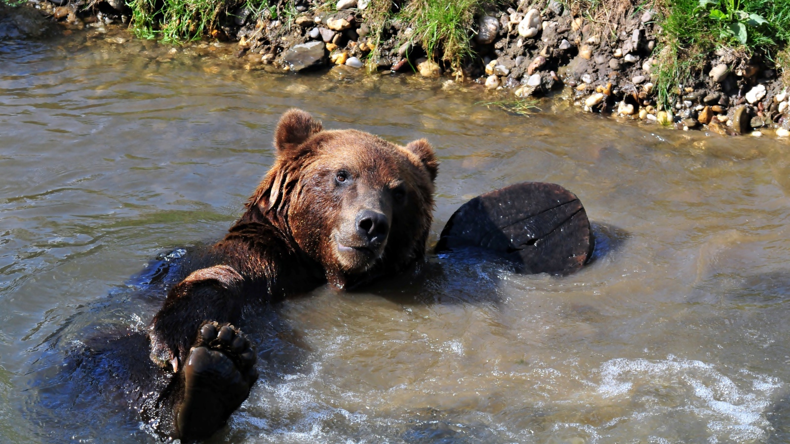 Большой бурый медведь купается в ручье